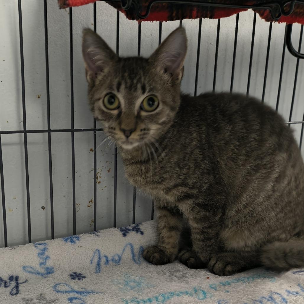 Hamburger (26-6533), Adoptable, Kitten Male Domestic Short Hair.