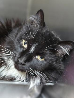 Flash, ADOPTABLE, Senior Male Domestic Long Hair.