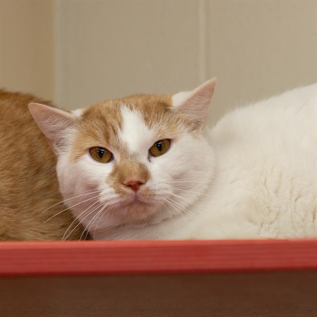 Enlarge KYRO, a Adoptable Domestic Short Hair in Methuen, MA image 1/1