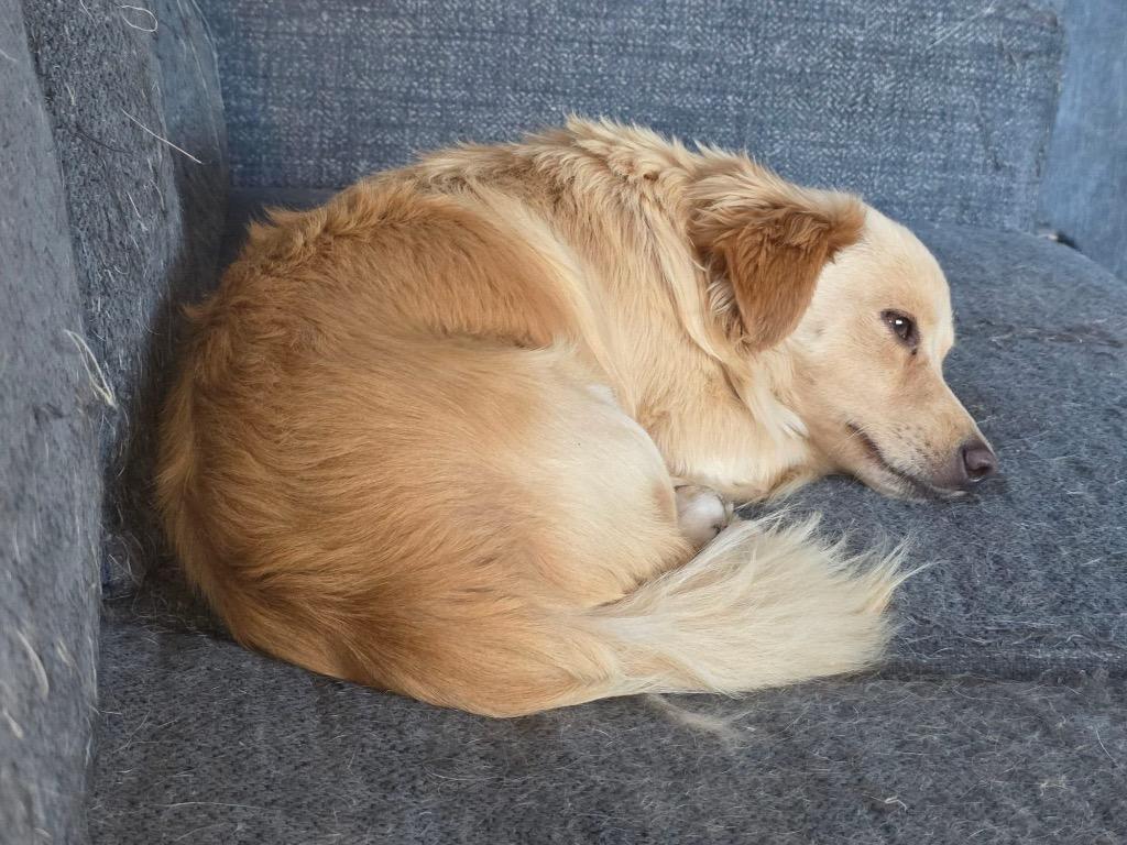 Enlarge Donato, a Adopted mixed breed in Bristol, WI image 1/6