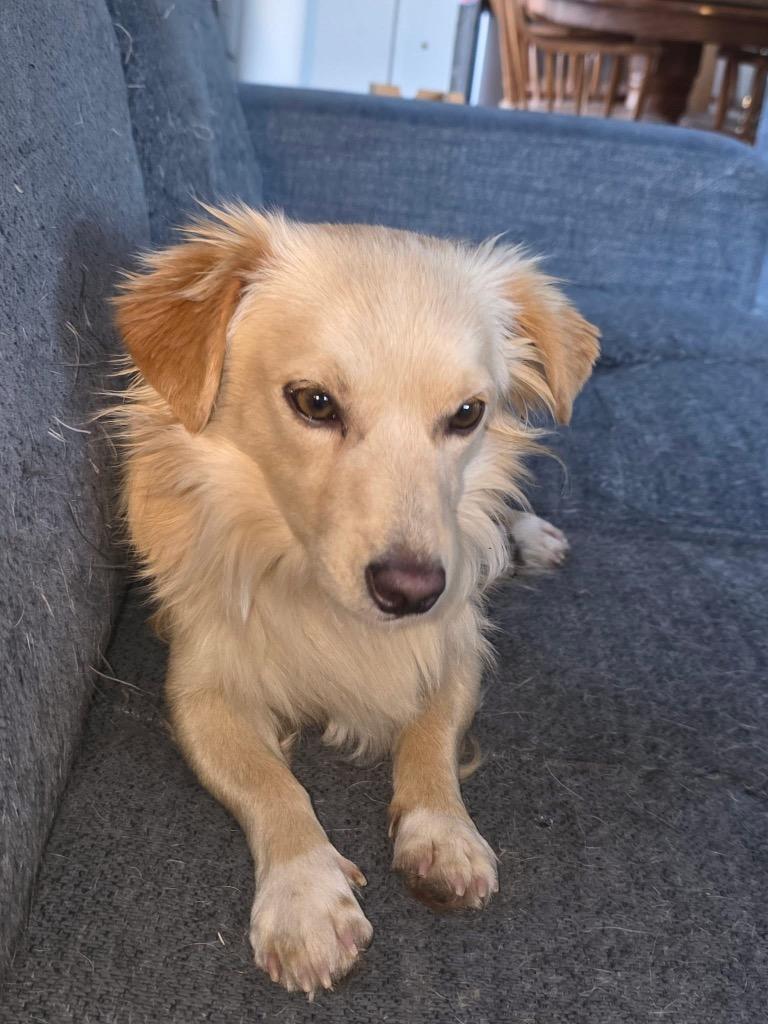 Enlarge Donato, a Adopted mixed breed in Bristol, WI image 2/6