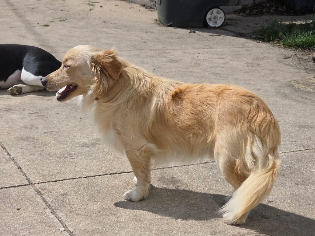 Enlarge Donato, a Adopted mixed breed in Bristol, WI image 3/6