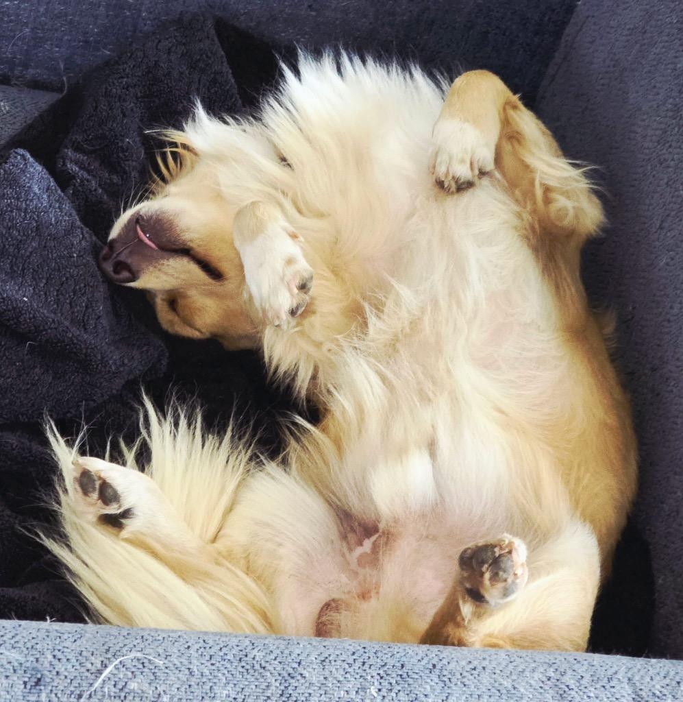 Enlarge Donato, a Adopted mixed breed in Bristol, WI image 6/6