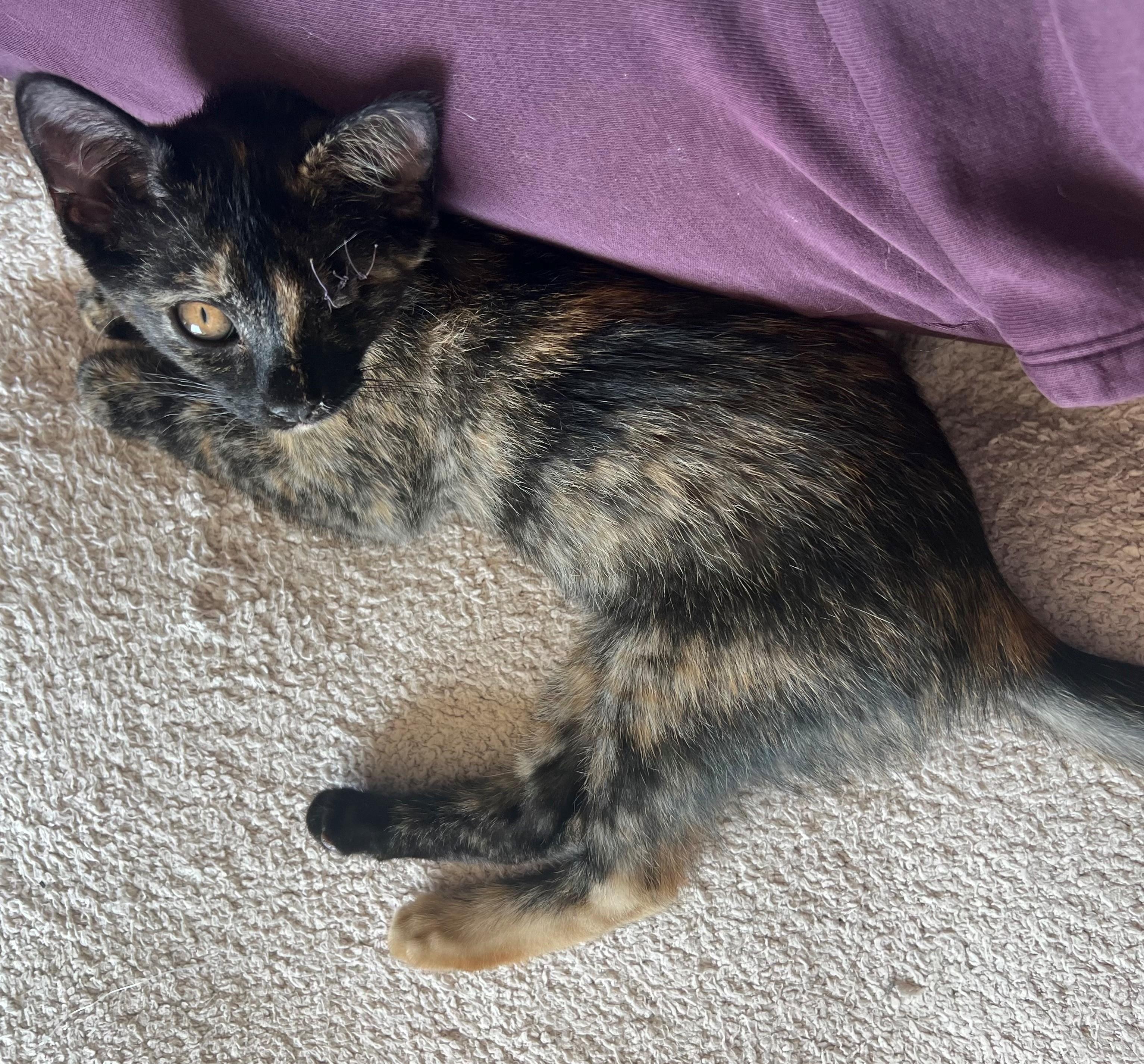 Enlarge Sally Jean, a ADOPTABLE Domestic Short Hair in Westfield, NJ image 2/3