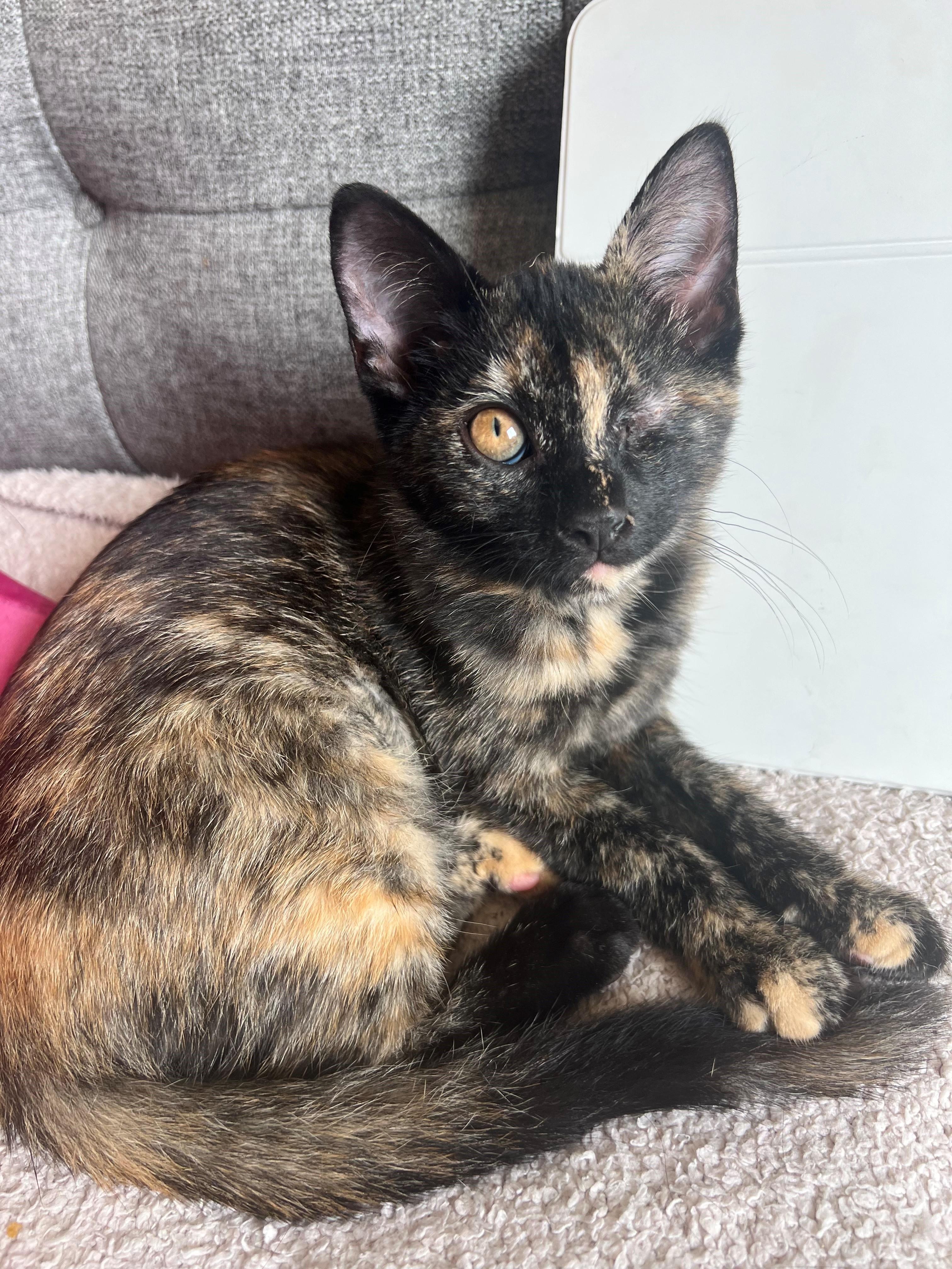 Sally Jean, ADOPTABLE, Kitten Female Domestic Short Hair.