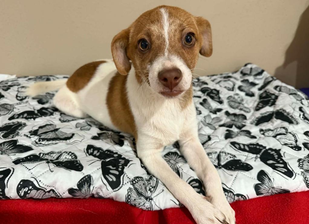 Jackie in TX, Adoptable, Puppy Female Chihuahua.