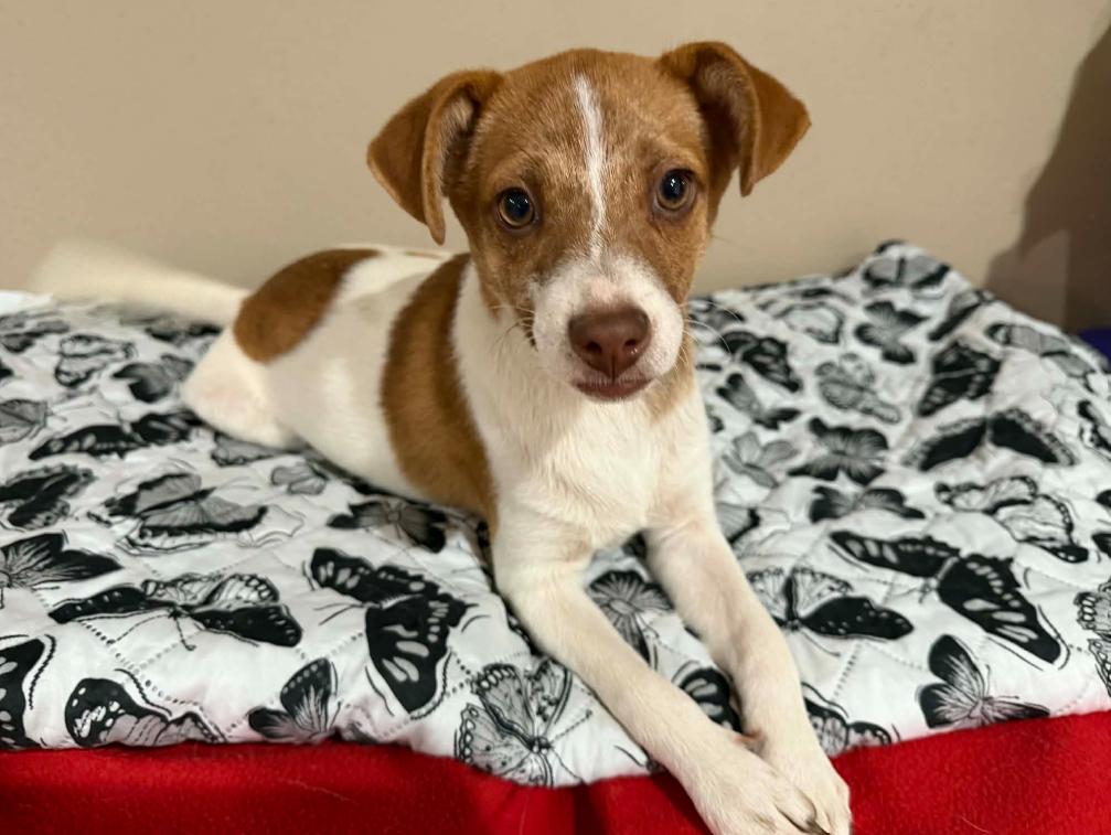 Enlarge Jackie in TX, a Adoptable Chihuahua in Cranston, RI image 2/3