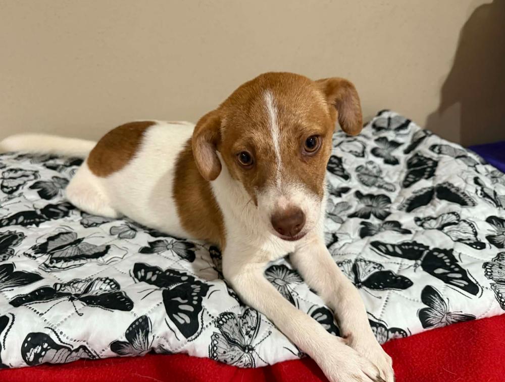 Enlarge Jackie in TX, a Adoptable Chihuahua in Cranston, RI image 3/3