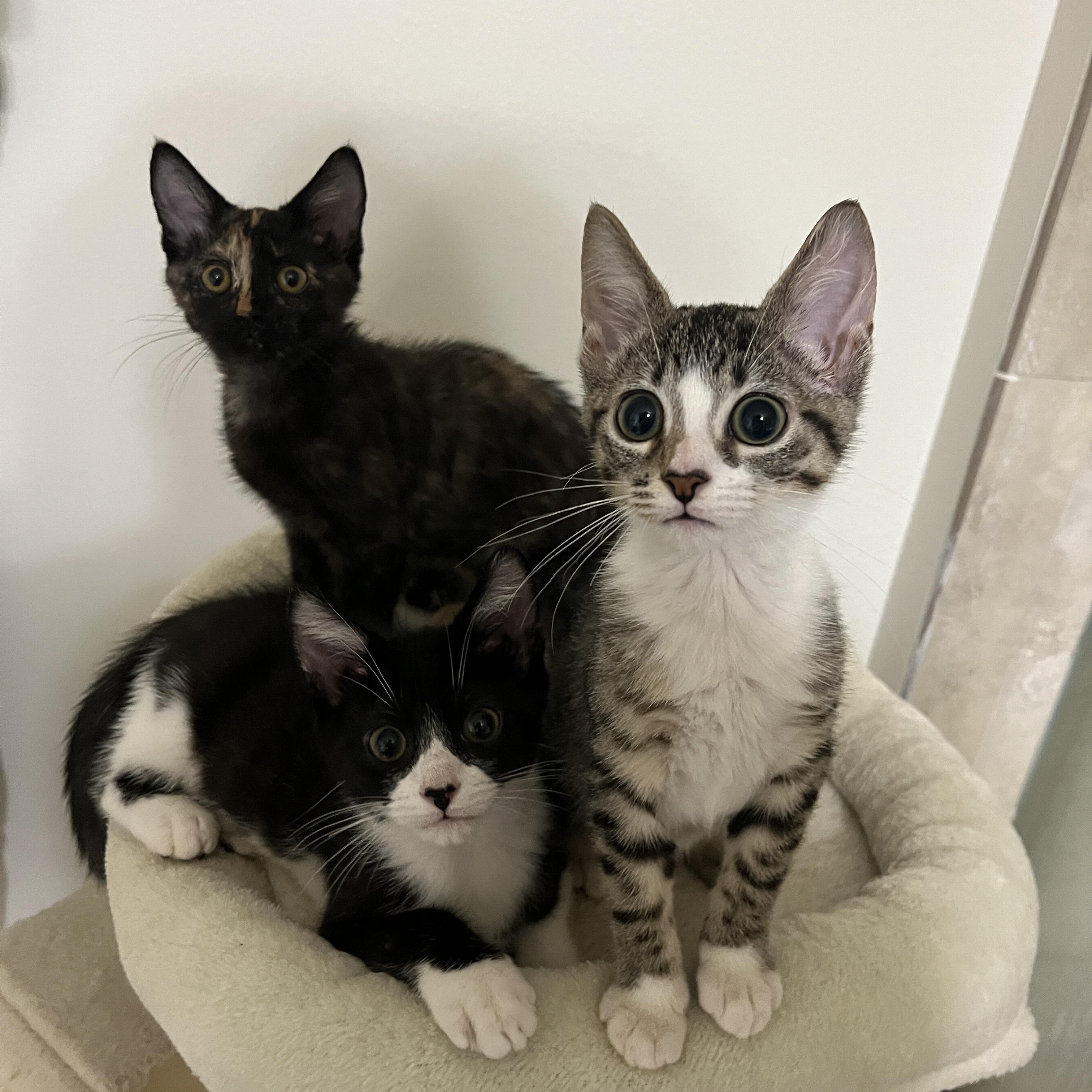 Blossom, a Adoptable Tortoiseshell in Boston, MA image 6/6