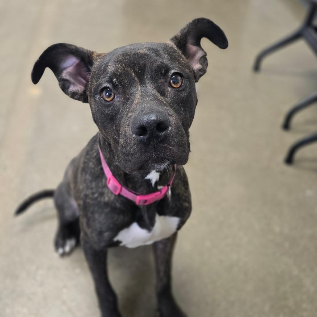 Nina, Adoptable, Adult Female American Staffordshire Terrier & Boxer.
