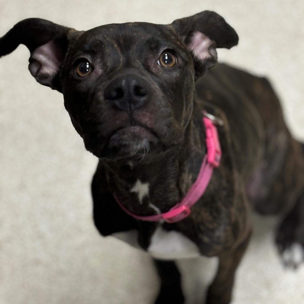 Enlarge Nina, a Adoptable mixed breed in Grand Rapids, MI image 2/2