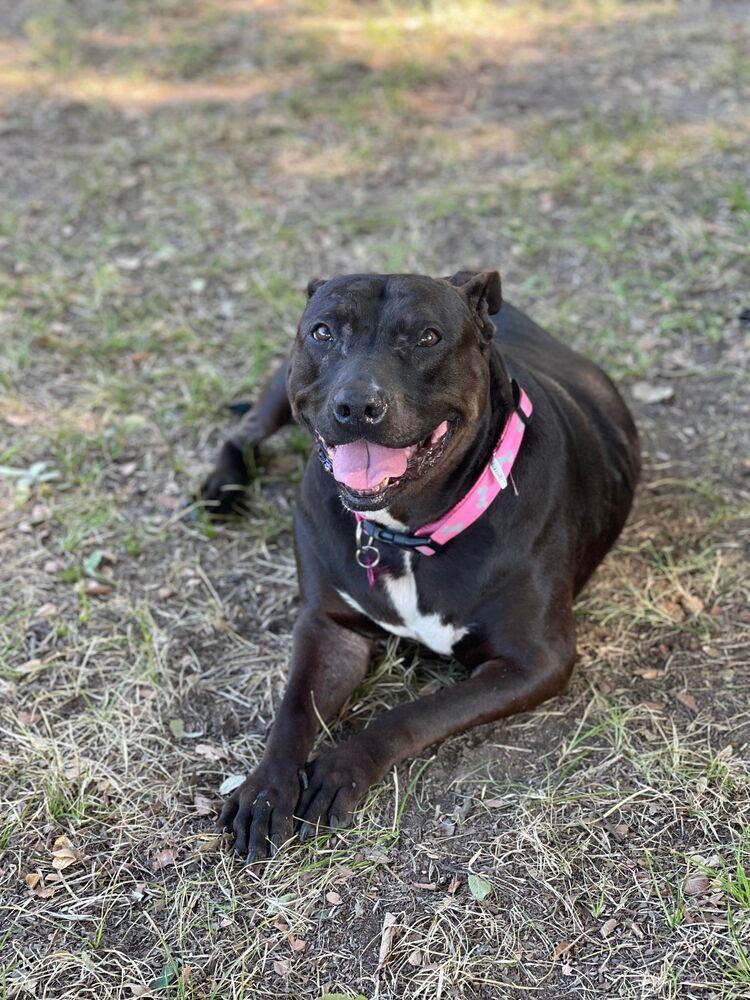 Bella, Adopted, Adult Female American Staffordshire Terrier.