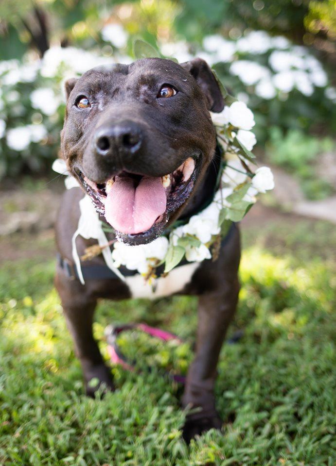 Enlarge Bella, a Adopted American Staffordshire Terrier in Tulsa, OK image 4/6