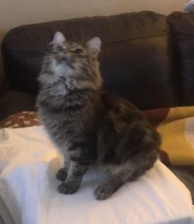 Cash, Adopted, Adult Male Maine Coon & Domestic Medium Hair.