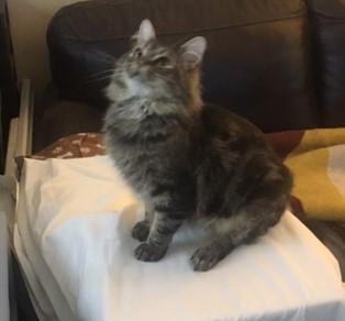 Enlarge Cash, a Adopted mixed breed in Henderson, KY image 2/4