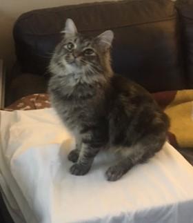 Enlarge Cash, a Adopted mixed breed in Henderson, KY image 3/4