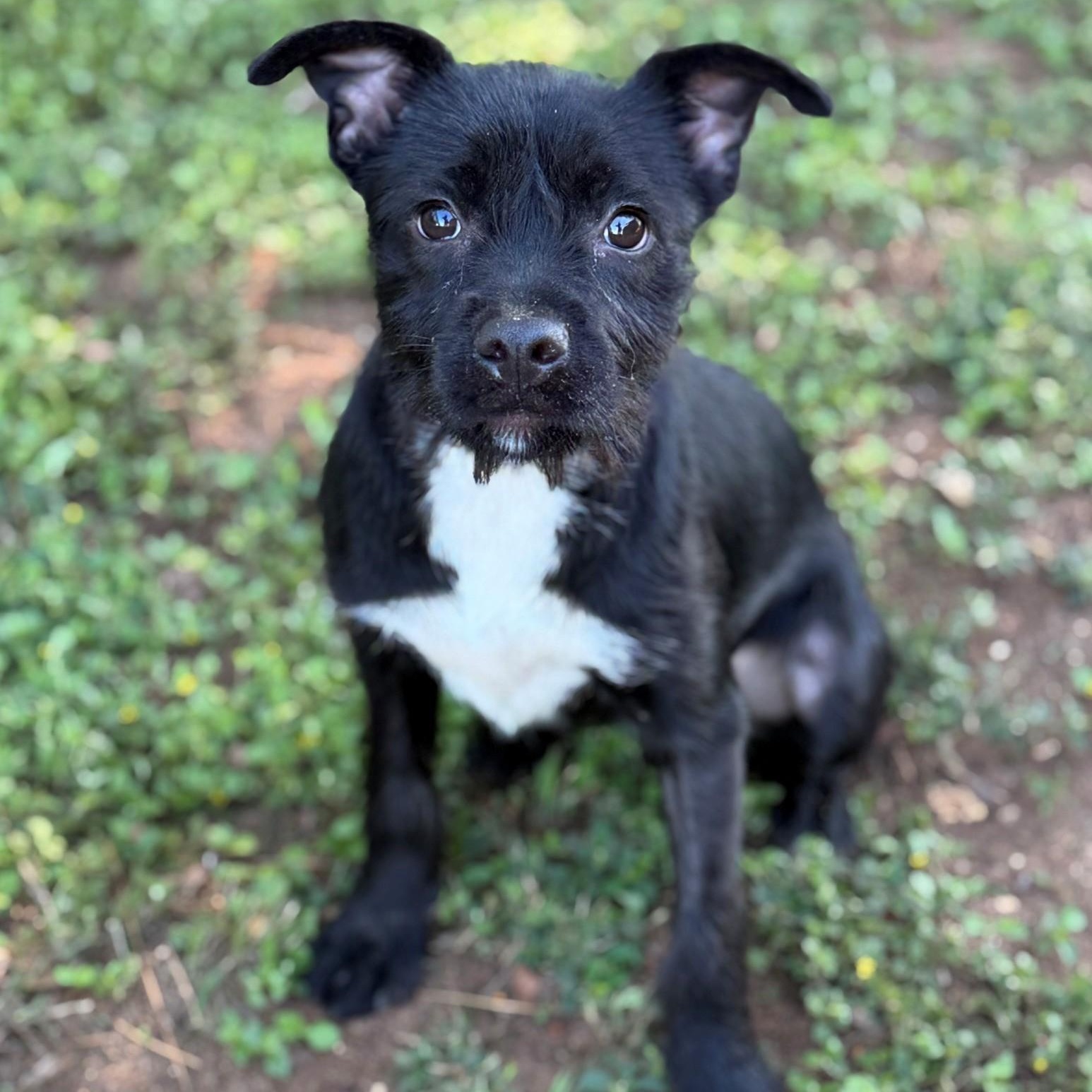 Raven, adopted, Young Female Terrier.