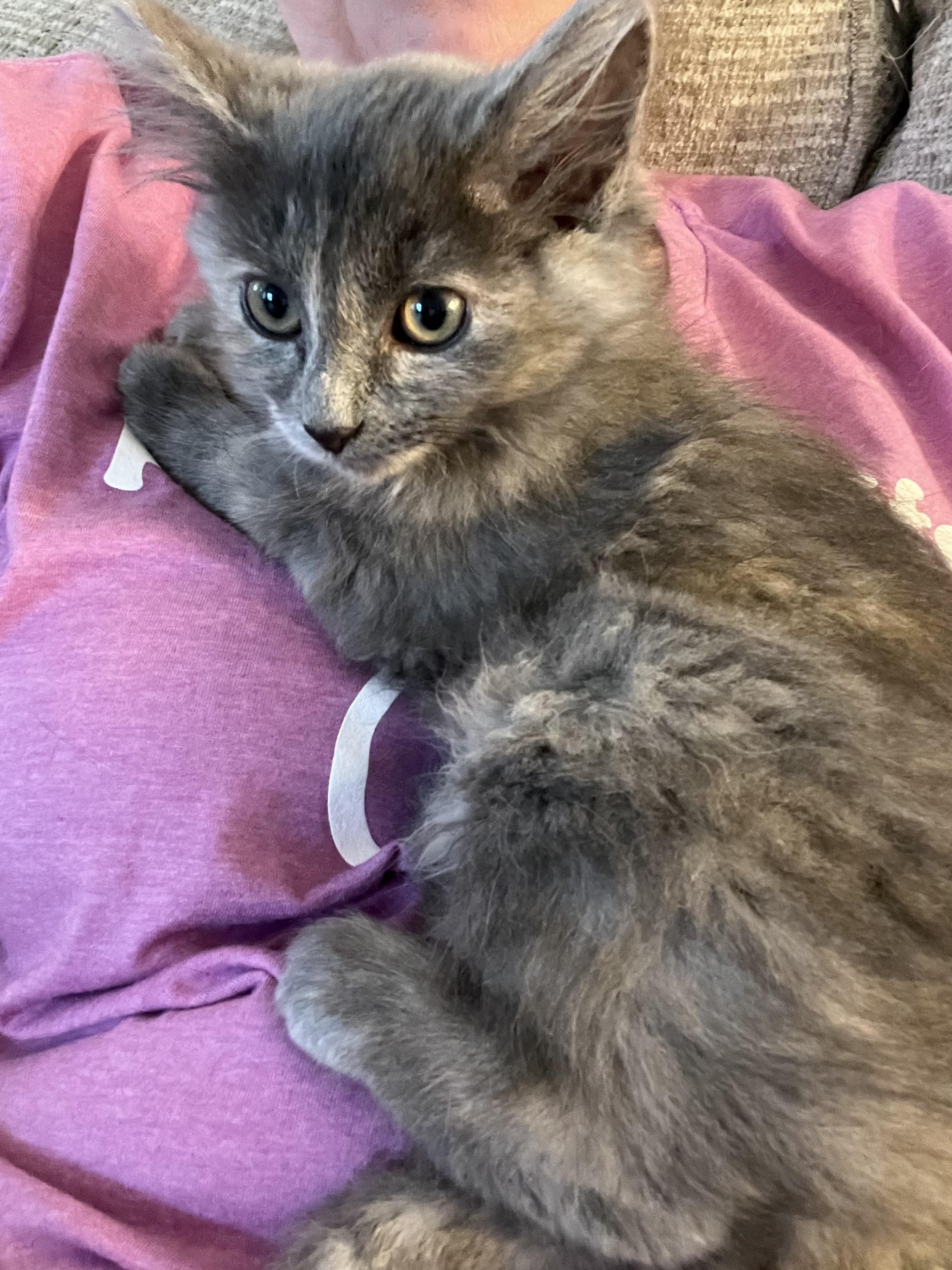 Storm, adopted, Kitten Female Domestic Long Hair & Domestic Medium Hair.