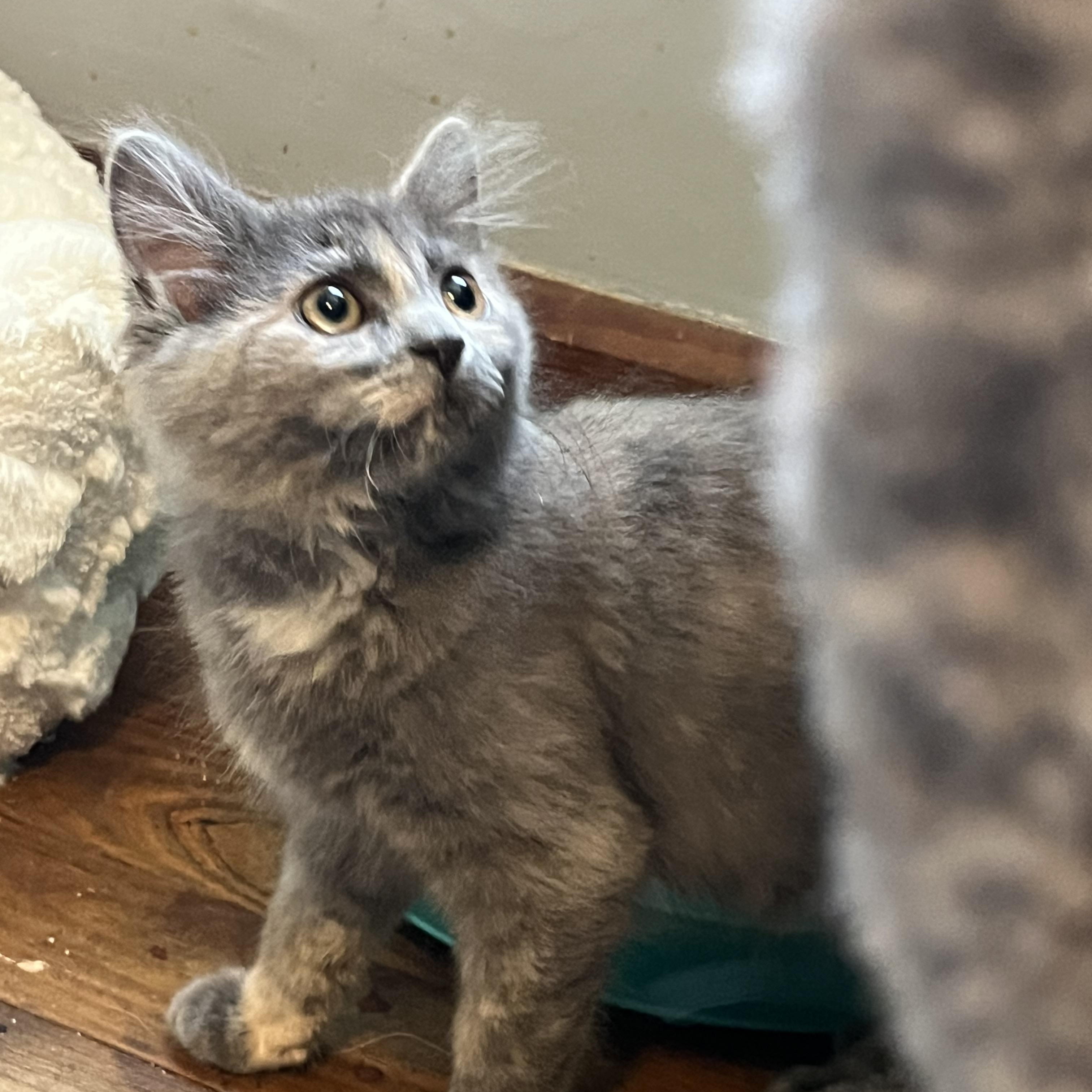 Enlarge Storm, an adopted mixed breed in Massillon, OH image 5/6