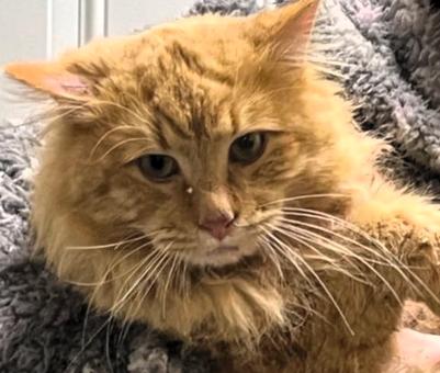 Enlarge Honey Do, an adopted mixed breed in Frederick, MD image 2/2