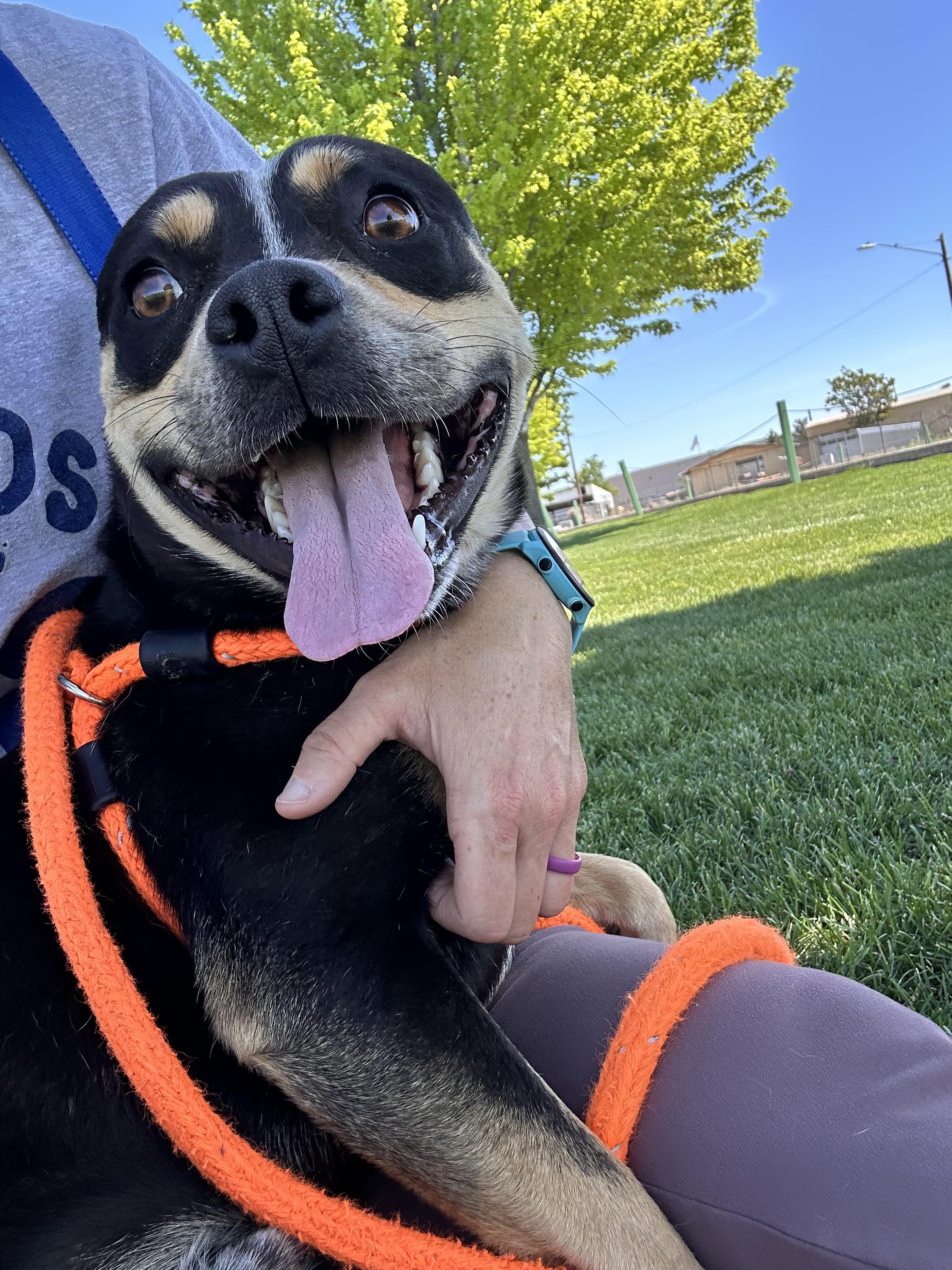 Ranger, ADOPTABLE, Young Male Staffordshire Bull Terrier.