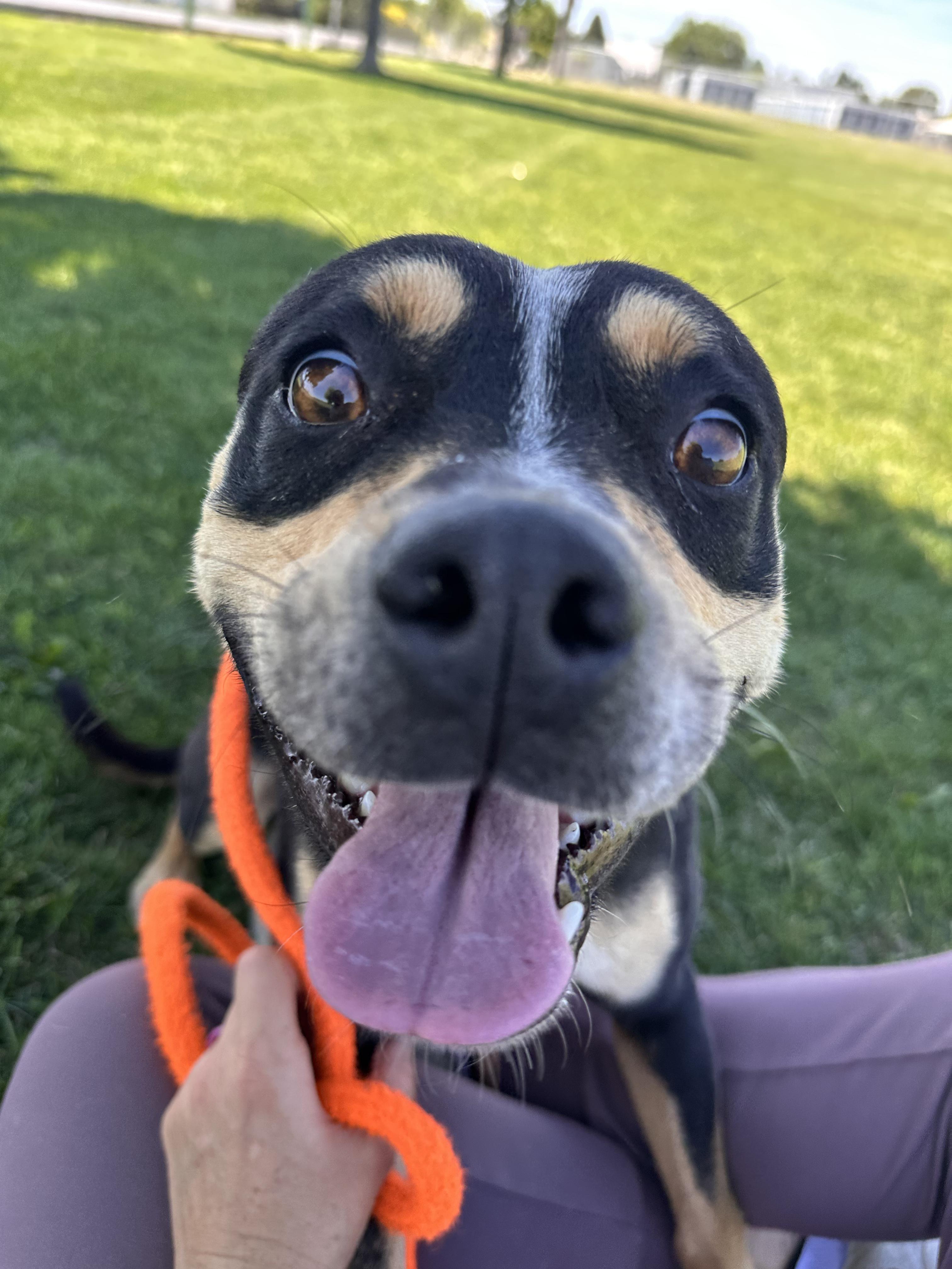 Ranger, a ADOPTABLE mixed breed in Hermiston, OR image 6/6