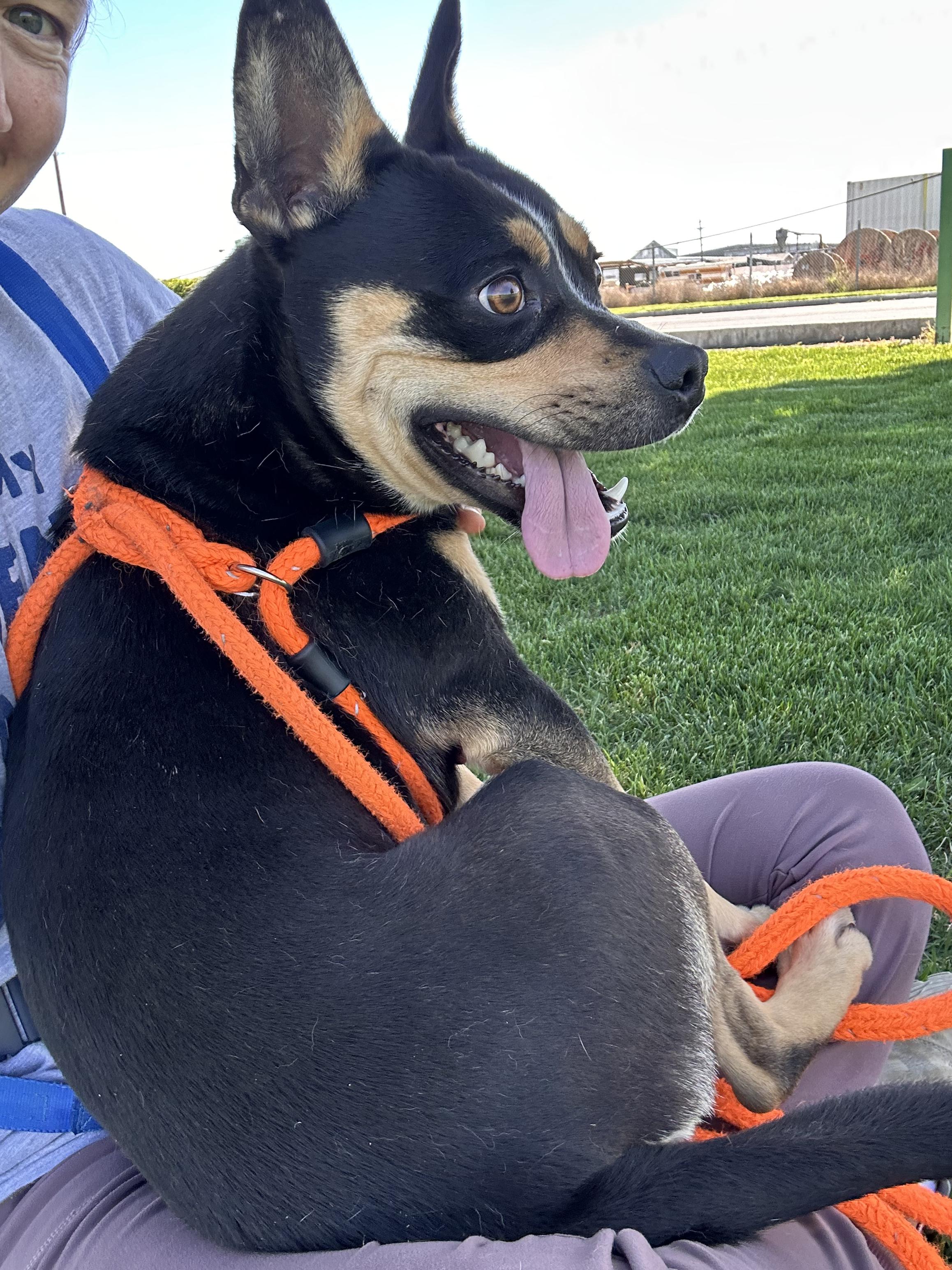Ranger, a ADOPTABLE mixed breed in Hermiston, OR image 4/6