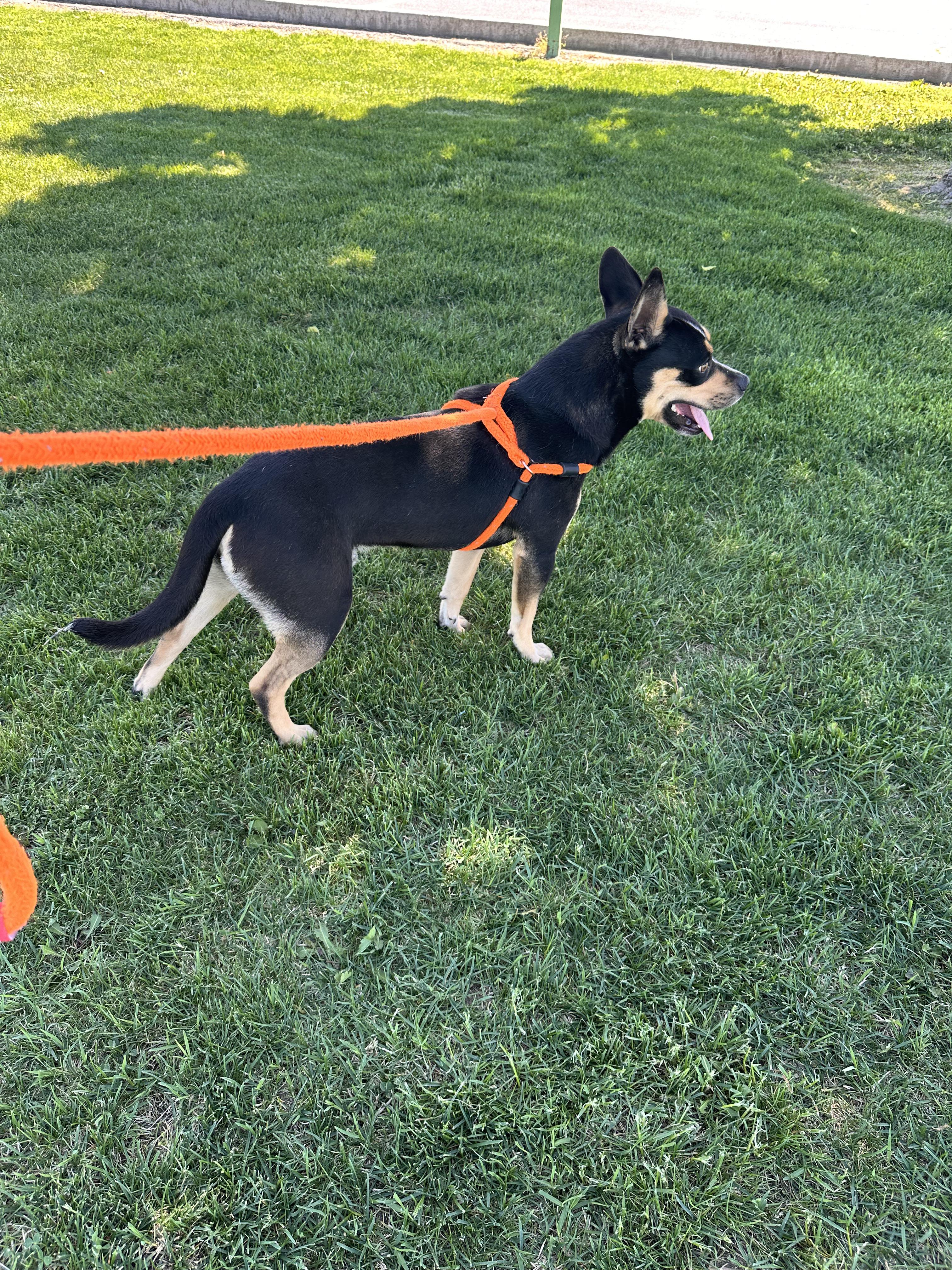 Ranger, a ADOPTABLE mixed breed in Hermiston, OR image 5/6