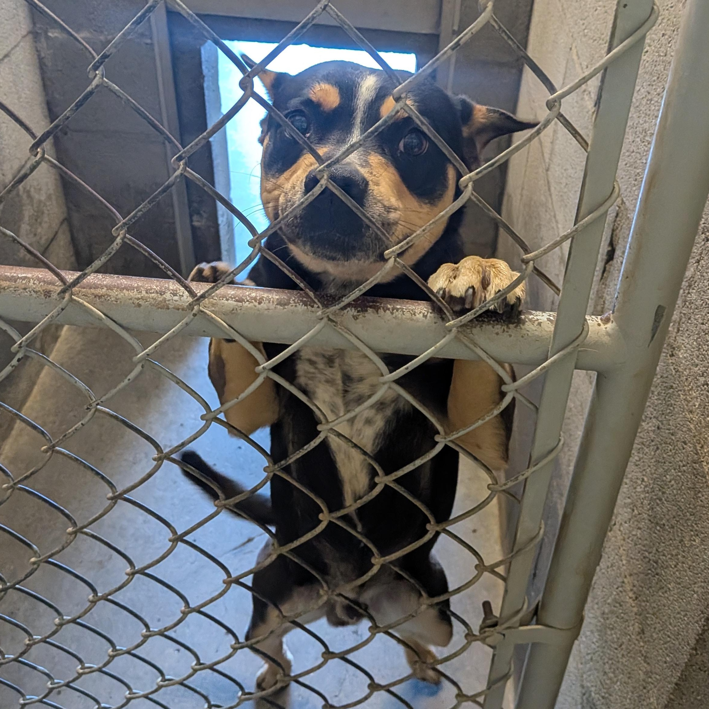 Ranger, ADOPTABLE, Young Male Staffordshire Bull Terrier.