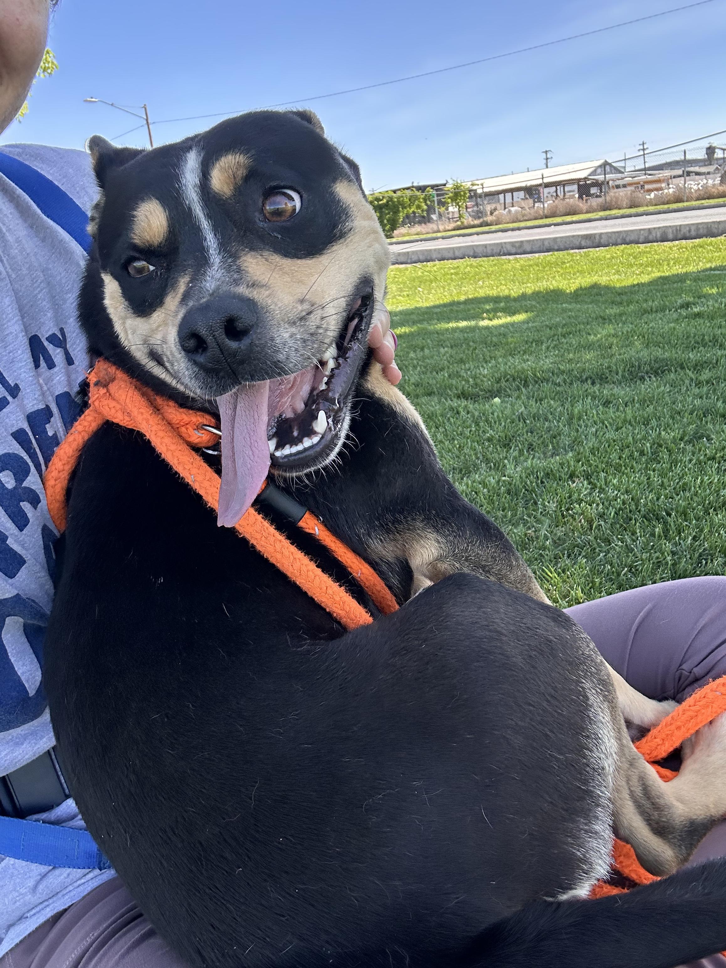 Ranger, a ADOPTABLE mixed breed in Hermiston, OR image 3/6