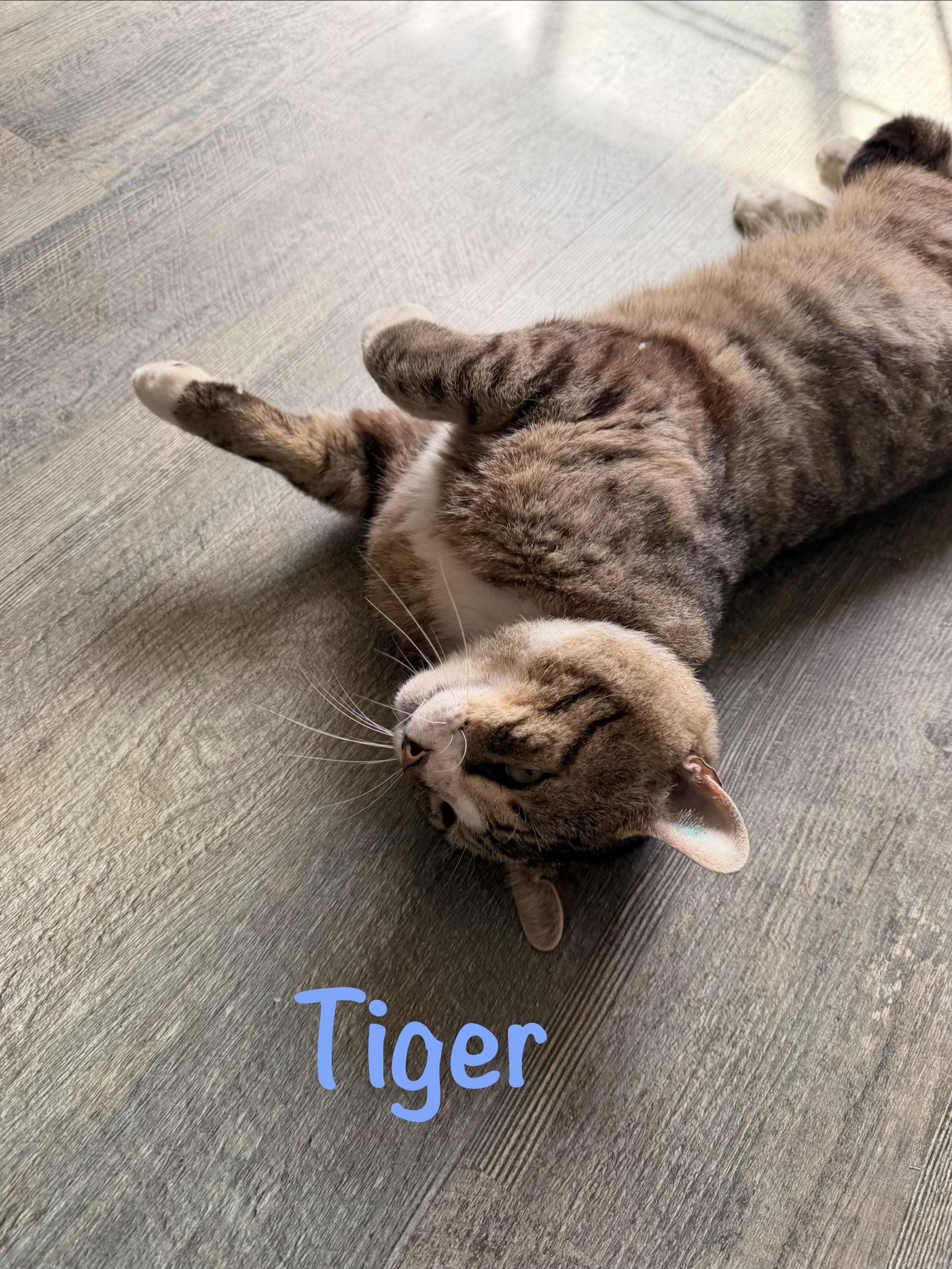 Tiger, a ADOPTABLE Tabby in Crescent City, CA image 4/4