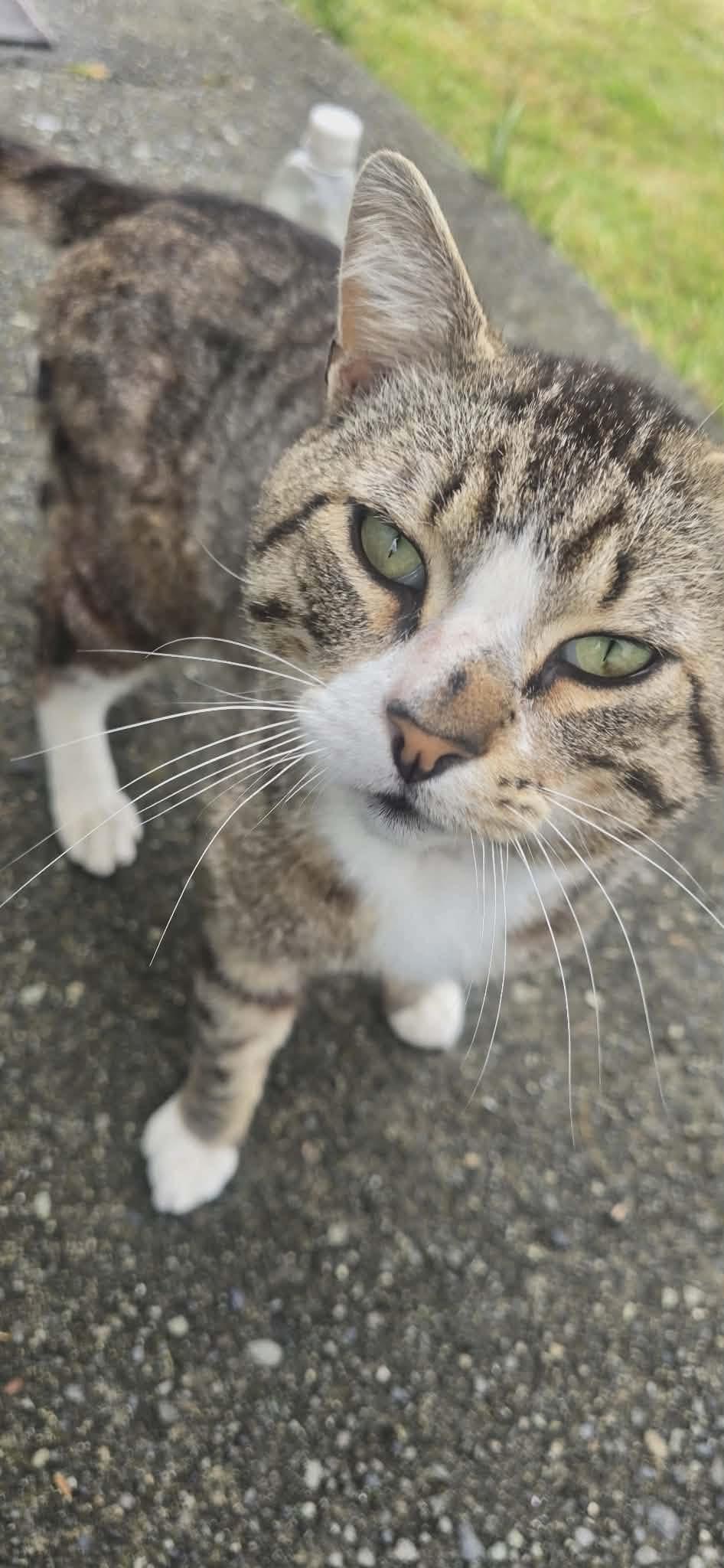 Tiger, a ADOPTABLE Tabby in Crescent City, CA image 3/4