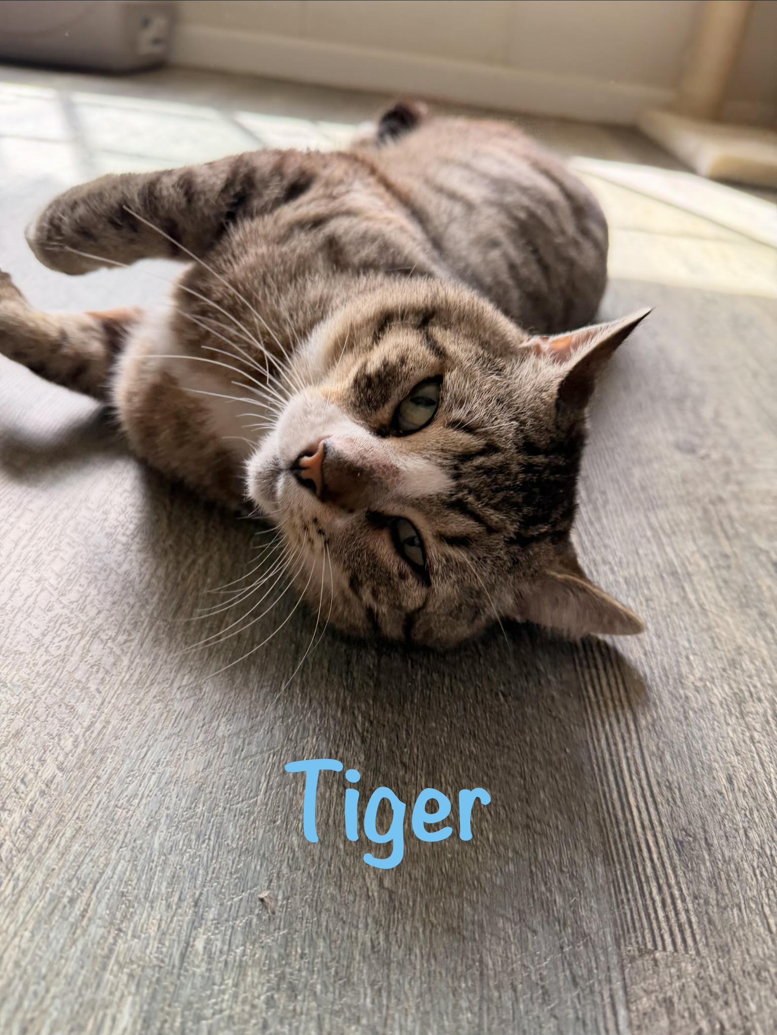 Tiger, ADOPTABLE, Adult Male Tabby.
