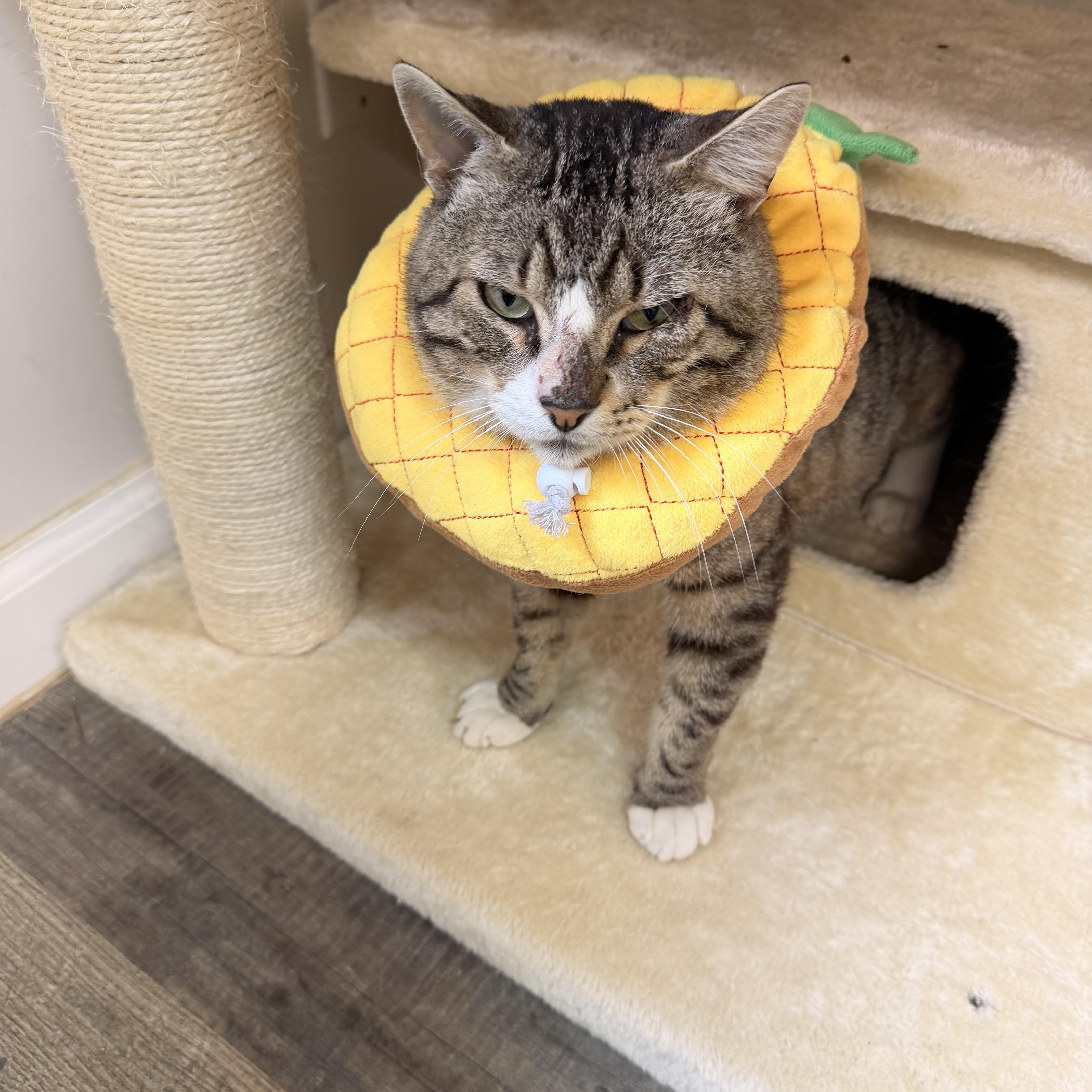 Tiger, a ADOPTABLE Tabby in Crescent City, CA image 2/4