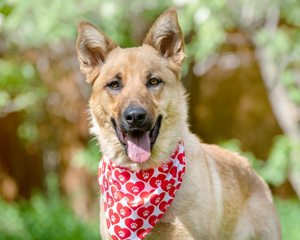 Enlarge Skye, a ADOPTABLE Shepherd in Highlands Ranch, CO image 4/4