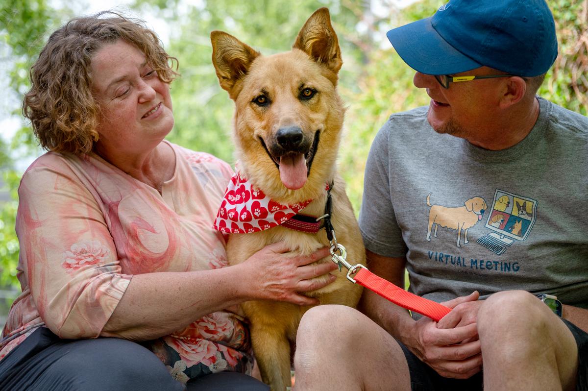 Skye, ADOPTABLE, Young Female Shepherd.