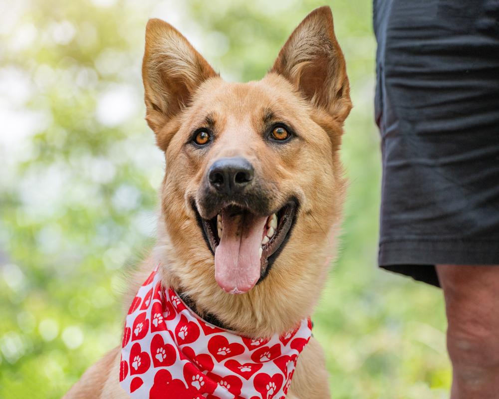 Enlarge Skye, a ADOPTABLE Shepherd in Highlands Ranch, CO image 2/4