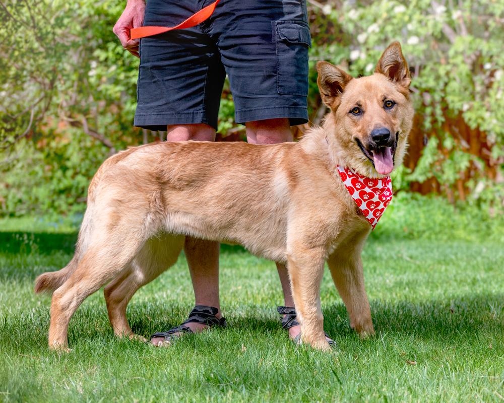 Enlarge Skye, a ADOPTABLE Shepherd in Highlands Ranch, CO image 3/4