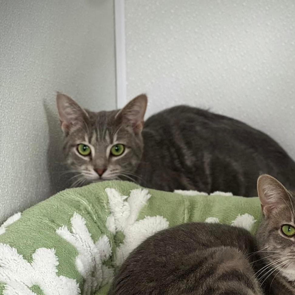 Enlarge Lauren, a Adoptable Domestic Short Hair in Harrisville, WV image 1/4