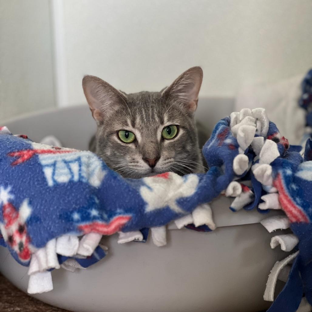 Enlarge Lauren, a Adoptable Domestic Short Hair in Harrisville, WV image 2/4