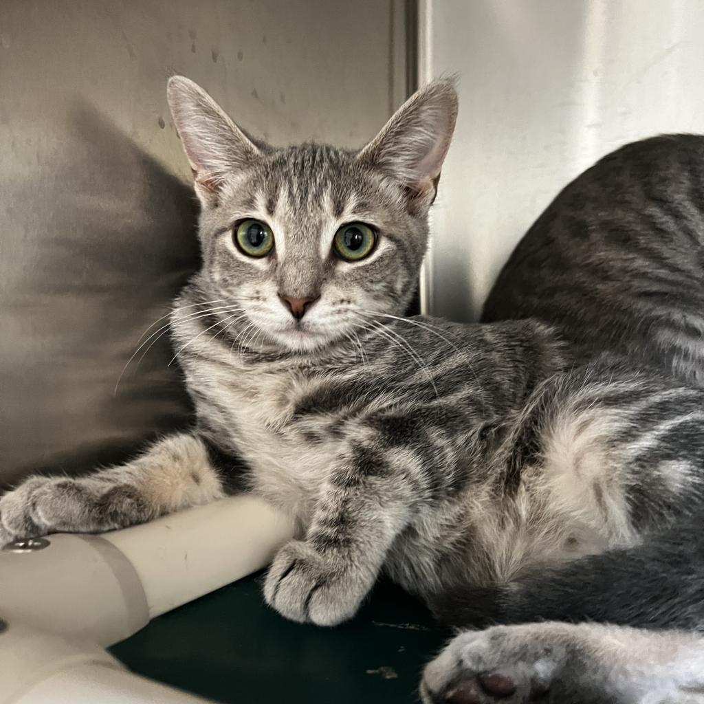 Enlarge Lauren, a Adoptable Domestic Short Hair in Harrisville, WV image 3/4