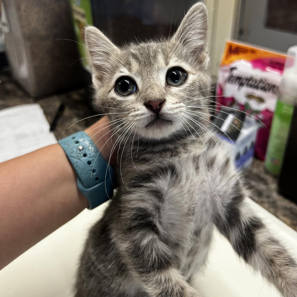 Enlarge Lauren, a Adoptable Domestic Short Hair in Harrisville, WV image 4/4