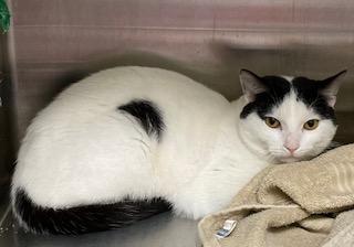 Pumpkin, Adoptable, Adult Male Domestic Short Hair & Domestic Short Hair.