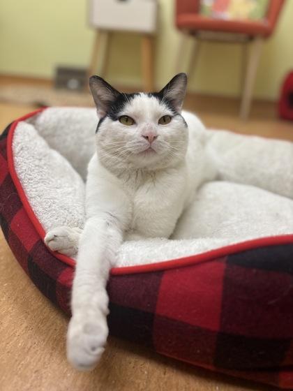 Pumpkin, Adoptable, Adult Male Domestic Short Hair & Domestic Short Hair.