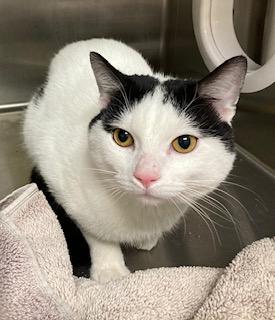 Pumpkin, a Adoptable Domestic Short Hair in Cincinnati, OH image 2/2