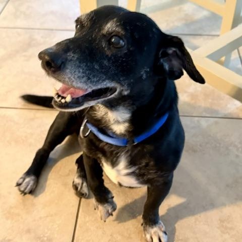Blackie, a ADOPTABLE mixed breed in Williston, VT image 4/6
