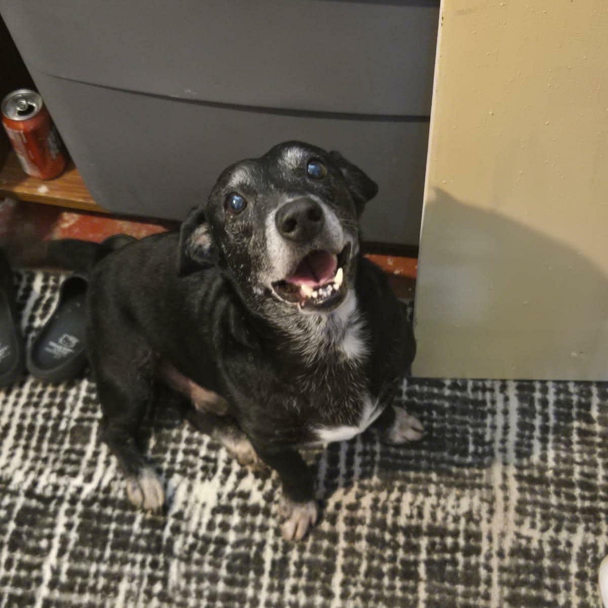 Blackie, a ADOPTABLE mixed breed in Williston, VT image 6/6