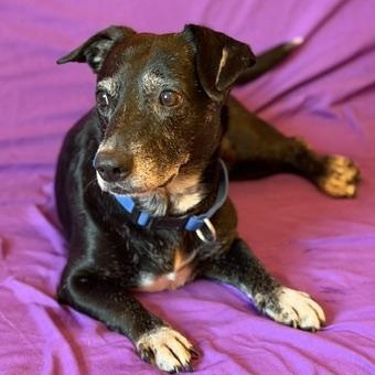 Blackie, ADOPTABLE, Senior Male Corgi.