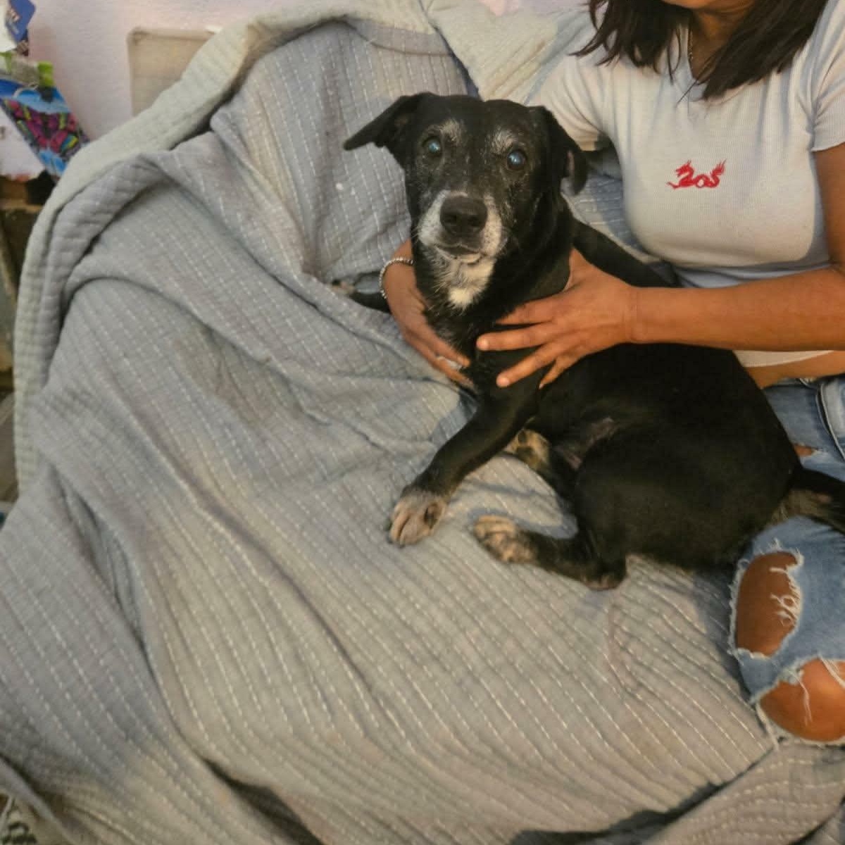 Blackie, a ADOPTABLE mixed breed in Williston, VT image 5/6