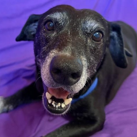 Blackie, a ADOPTABLE mixed breed in Williston, VT image 3/6